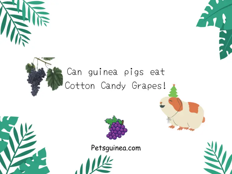 Can Guinea Pigs Eat Cotton Candy Grapes?