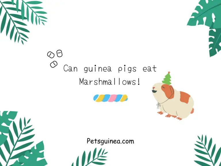 Can Guinea Pigs Eat Marshmallows?