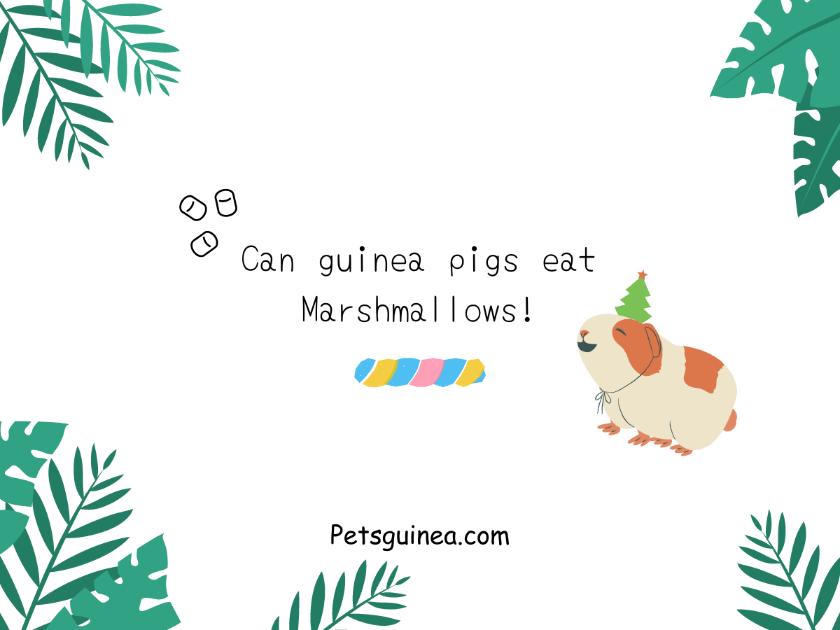 Can guinea pigs eat Marshmallows