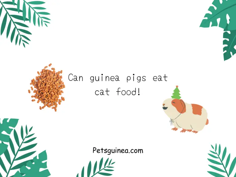 Can Guinea Pigs Eat Cat Food?