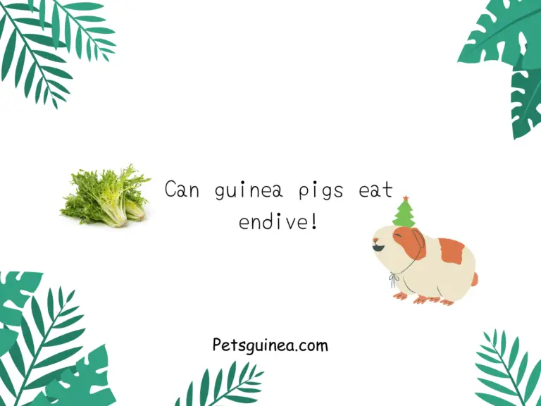 Can Guinea Pigs Eat Endive?