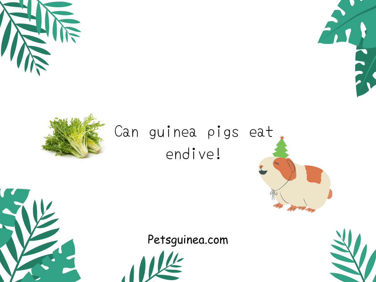 Can guinea pigs eat endive!