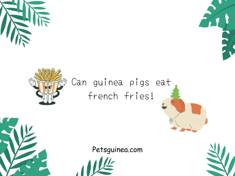 Can Guinea Pigs Eat French Fries? – A Quick Guide