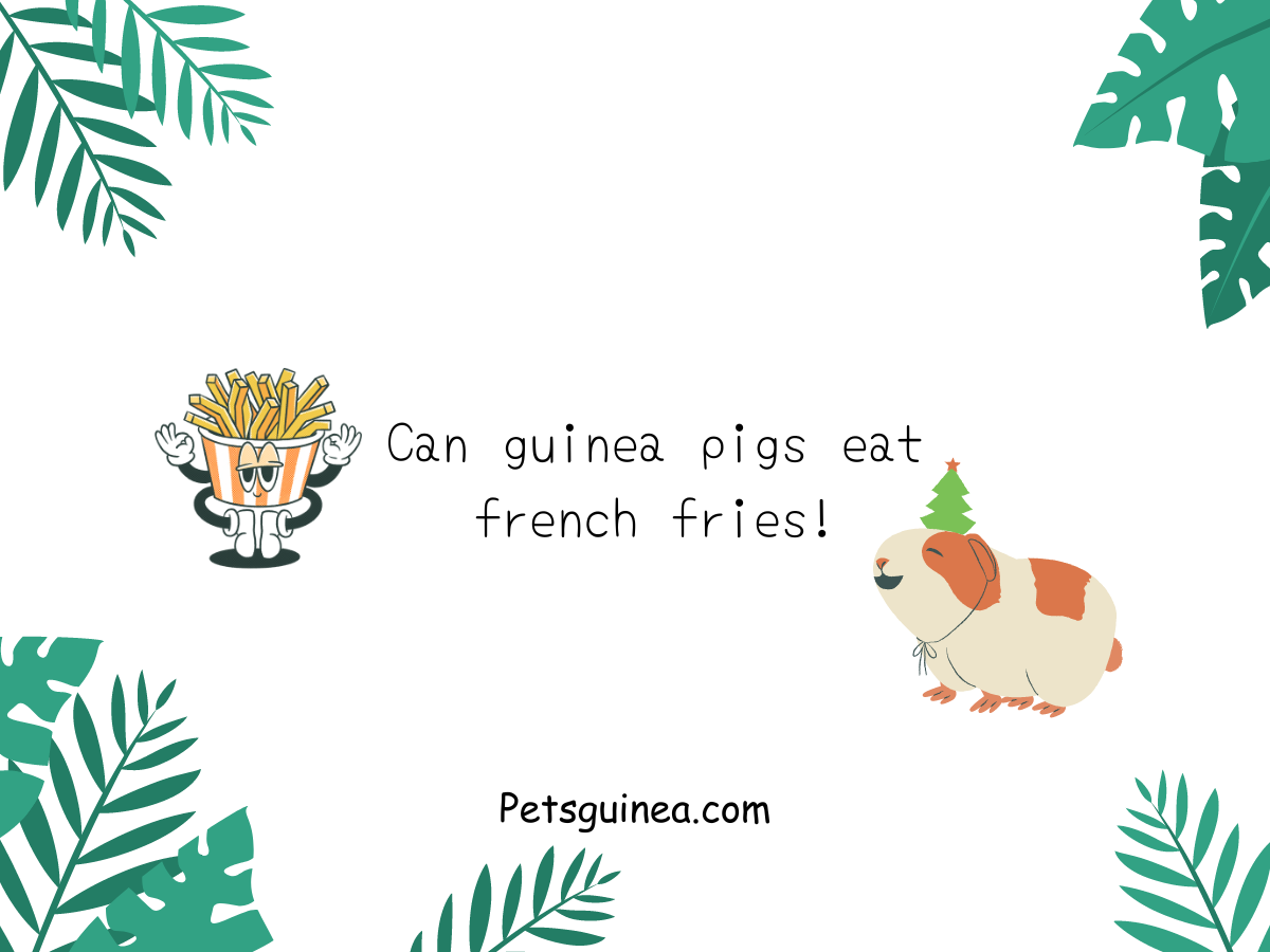 Can Guinea Pigs Eat French Fries?