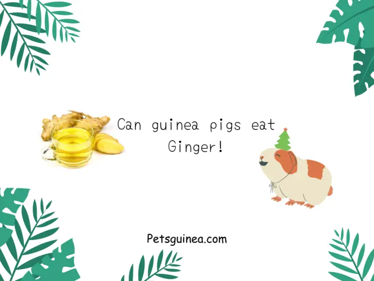 Can Guinea Pigs Eat Ginger?