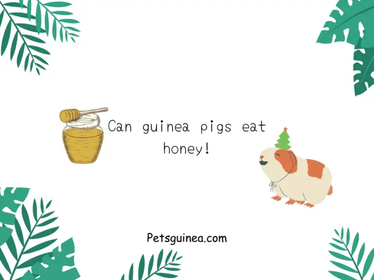 Can guinea pigs eat honey?