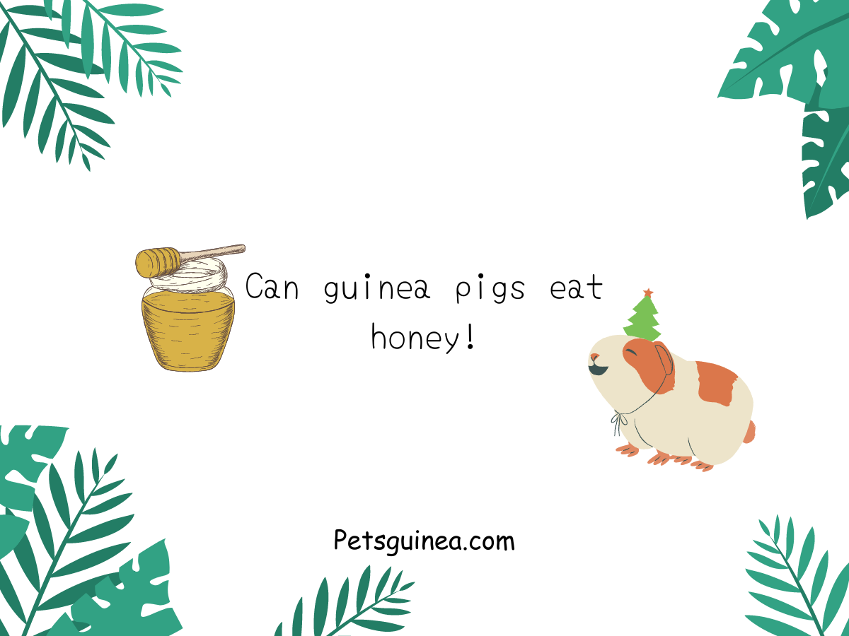 Can guinea discount pigs eat honey