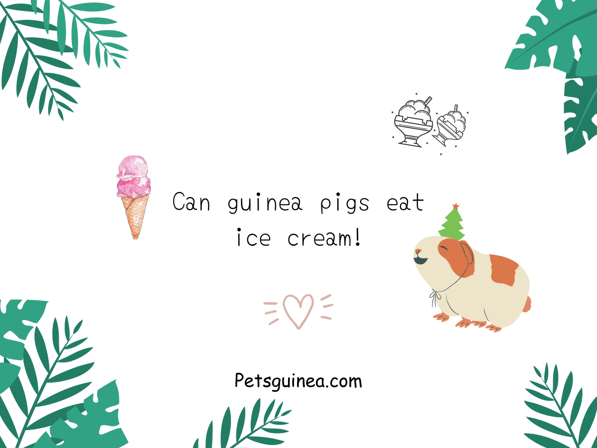 Can guinea pigs eat ice cream