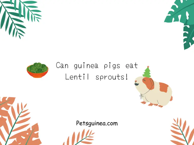 Can Guinea Pigs Eat Lentil Sprouts? – A Quick Guide