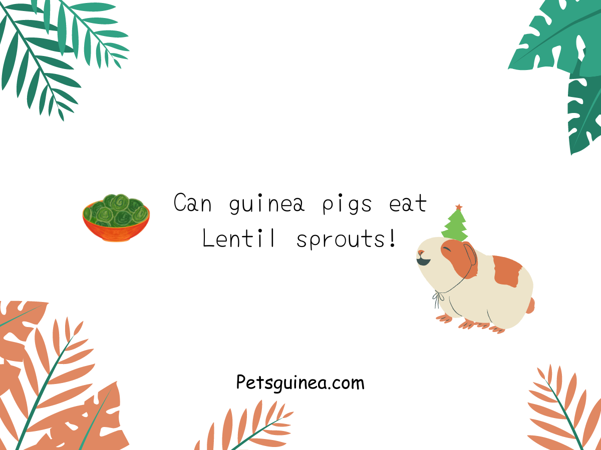 Can guinea pigs eat lentil sprouts