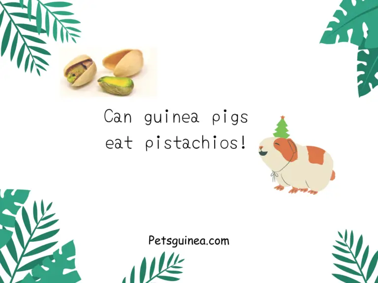 Can Guinea Pigs Eat Pistachios? A Comprehensive Guide