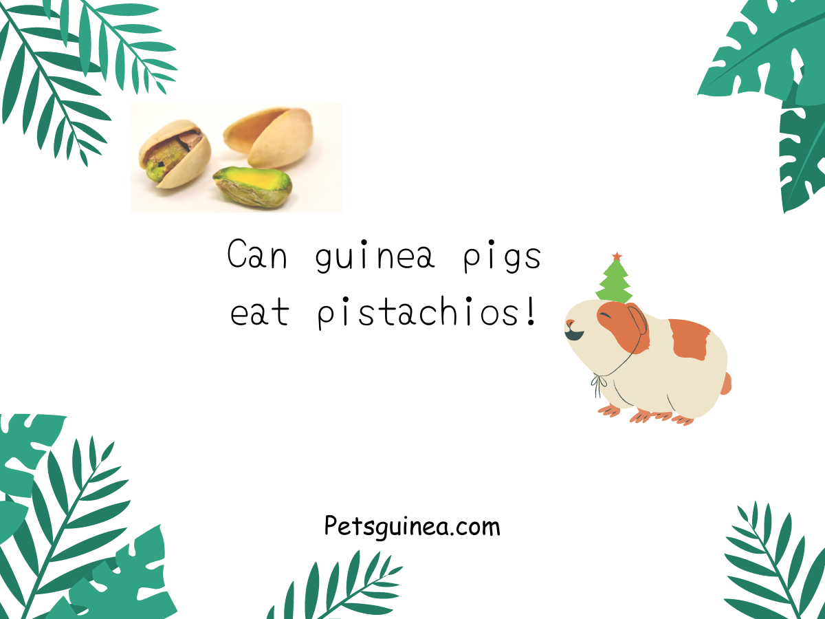 Can guinea pigs 2025 eat pistachio nuts