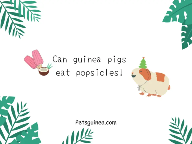 Can Guinea Pigs Eat Popsicles? – A Complete Guide