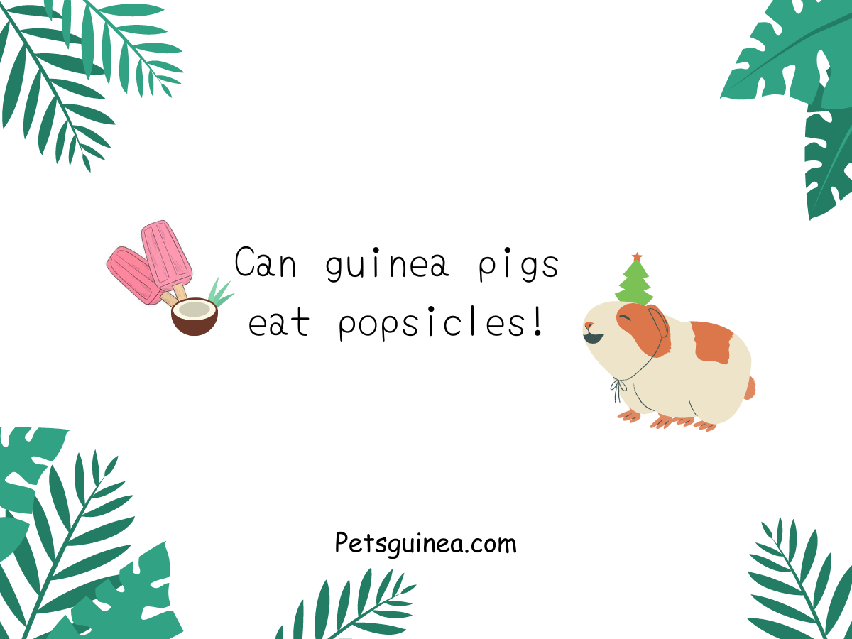 Can guinea on sale pigs eat popsicles