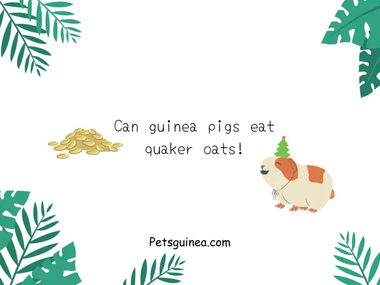 Can Guinea Pigs Eat Quaker Oats? A Comprehensive Guide