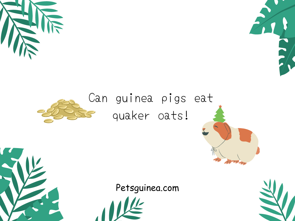 Can guinea pigs eat quaker oats!