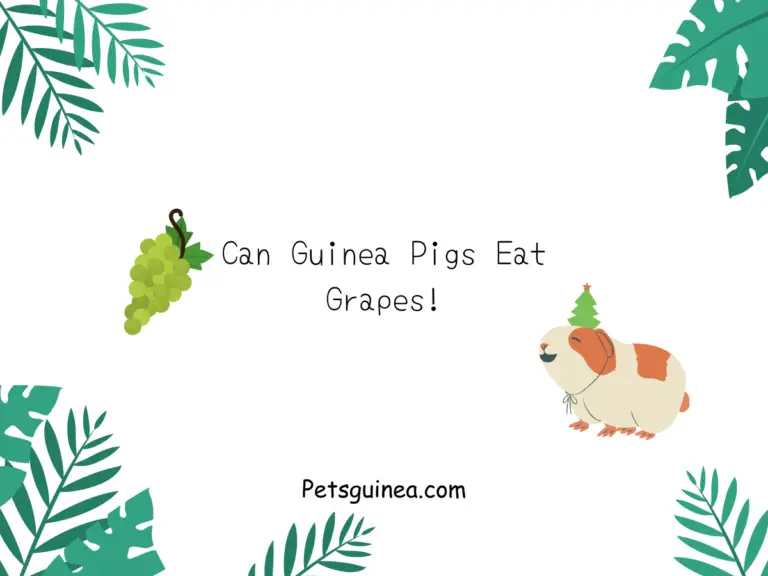 Can Guinea Pigs Eat Grapes? A Comprehensive Guide