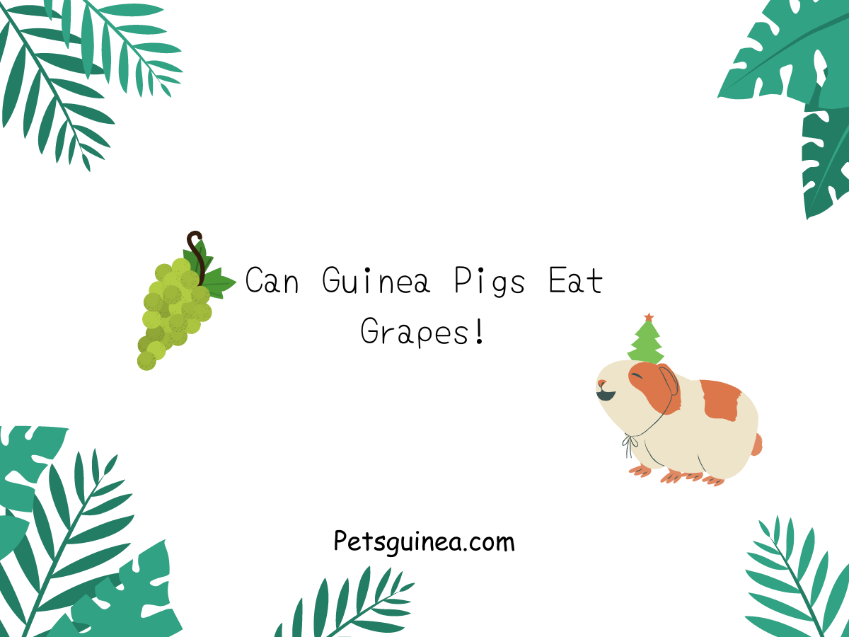 Can Guinea Pigs Eat Grapes