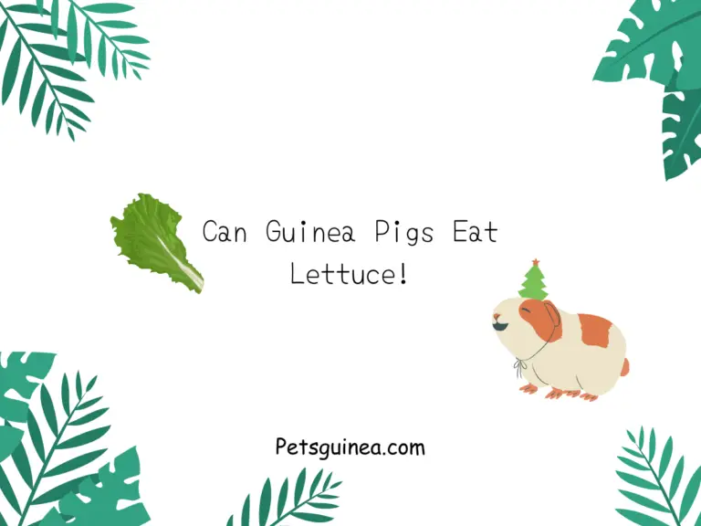 Can guinea pigs eat Lettuce !