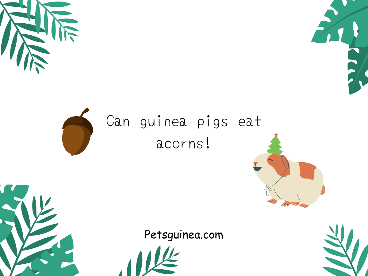 Can Guinea Pigs Eat Acorns?