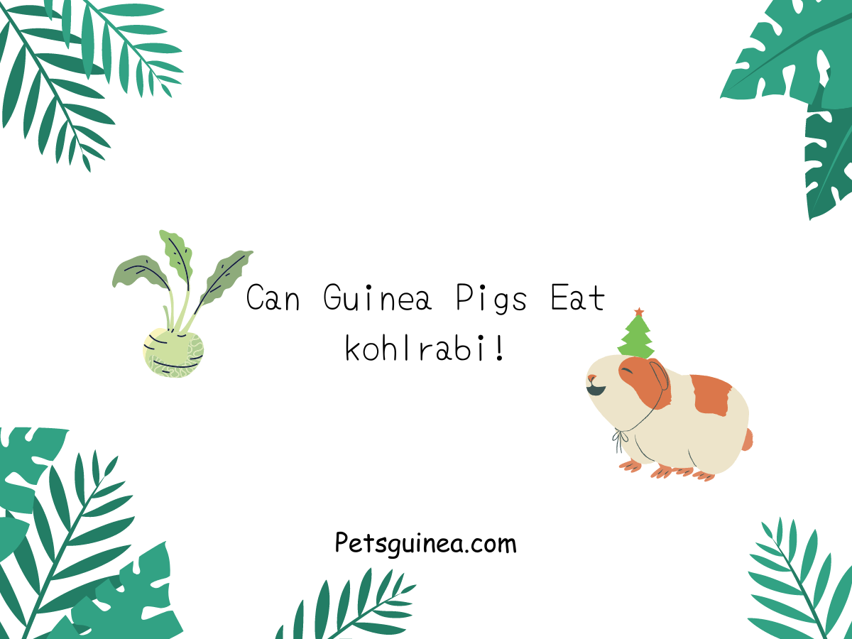 Can Guinea Pigs Eat Kohlrabi?