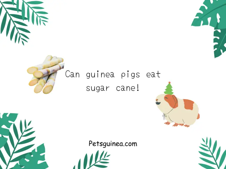 Can Guinea Pigs Eat Sugar Cane?