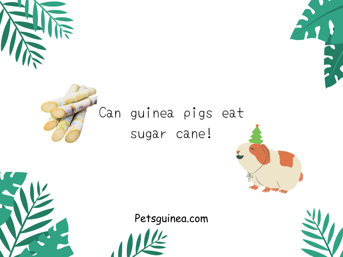 Can guinea pigs eat sugar cane !