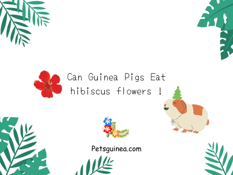 Can Guinea pigs eat Hibiscus Flowers?