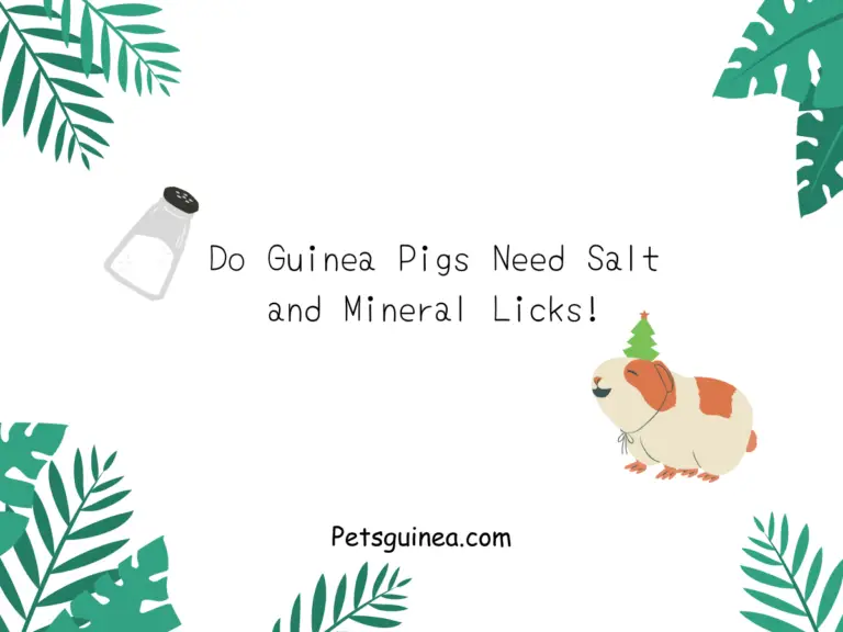 Do Guinea Pigs Need Salt and Mineral Licks?