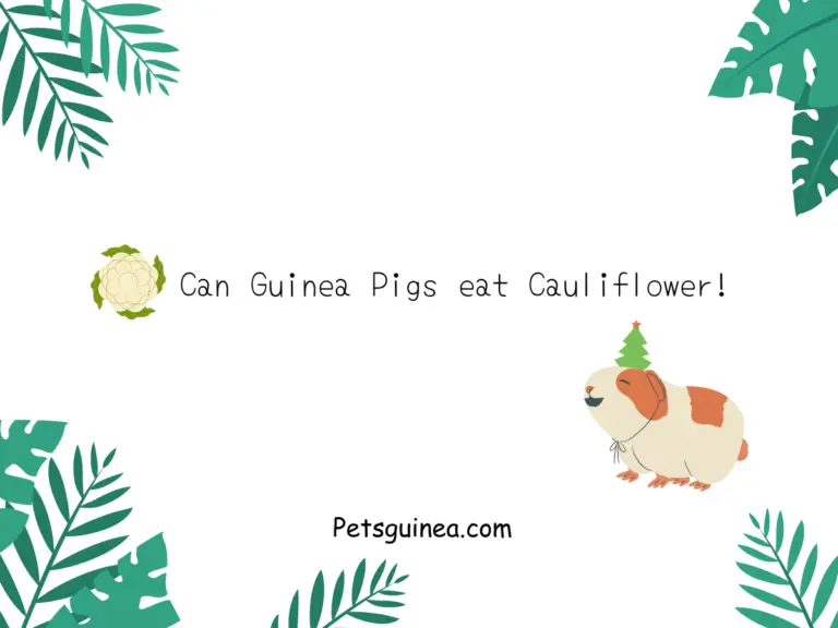 Can Guinea Pigs Eat Cauliflower? A Comprehensive Guide