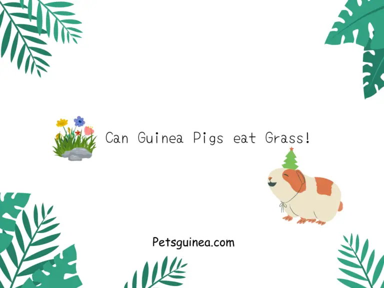 Can Guinea Pigs Eat Grass? A Comprehensive Guide