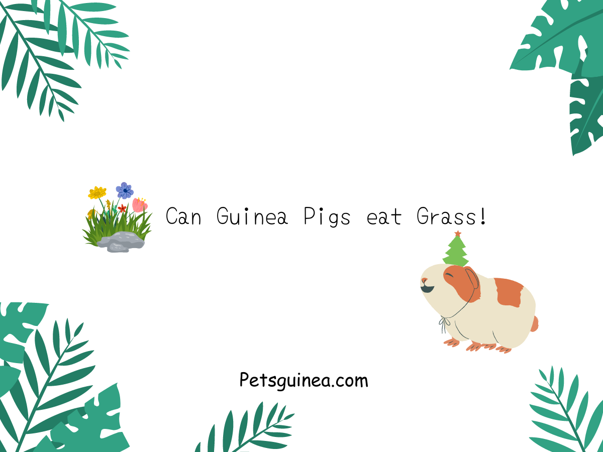 Can Guinea Pigs Eat Grass?